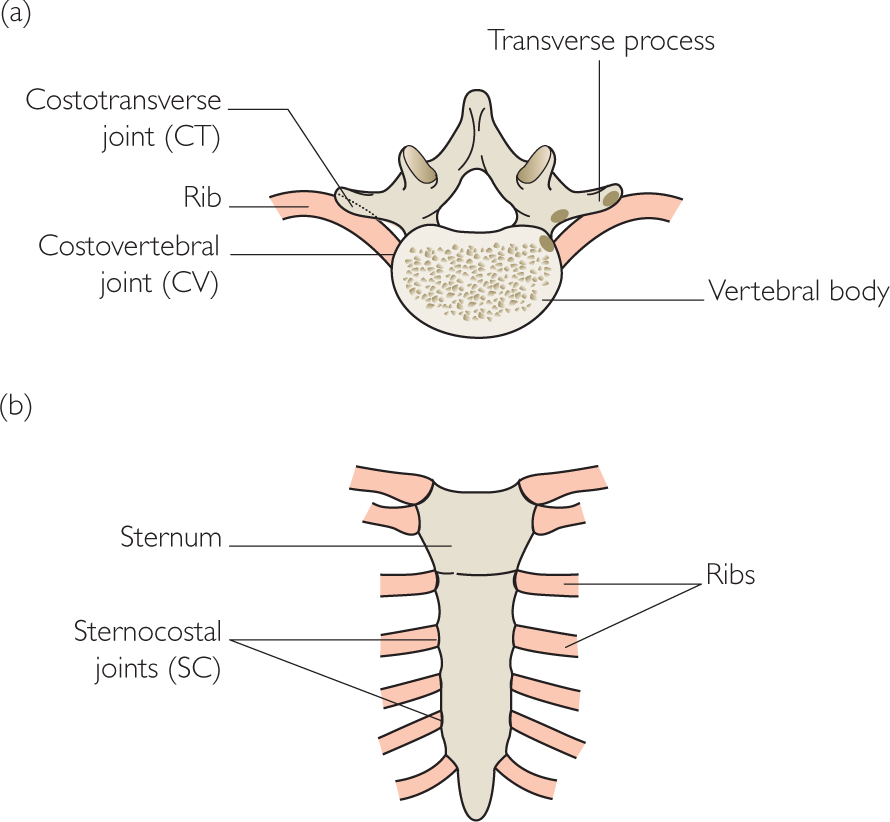 Figure 14 Joints between the ribs and thoracic spine CERVICAL REGION The - photo 6