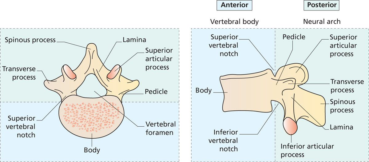 Figure 11 Structure of a typical vertebra Definition A process is a - photo 3