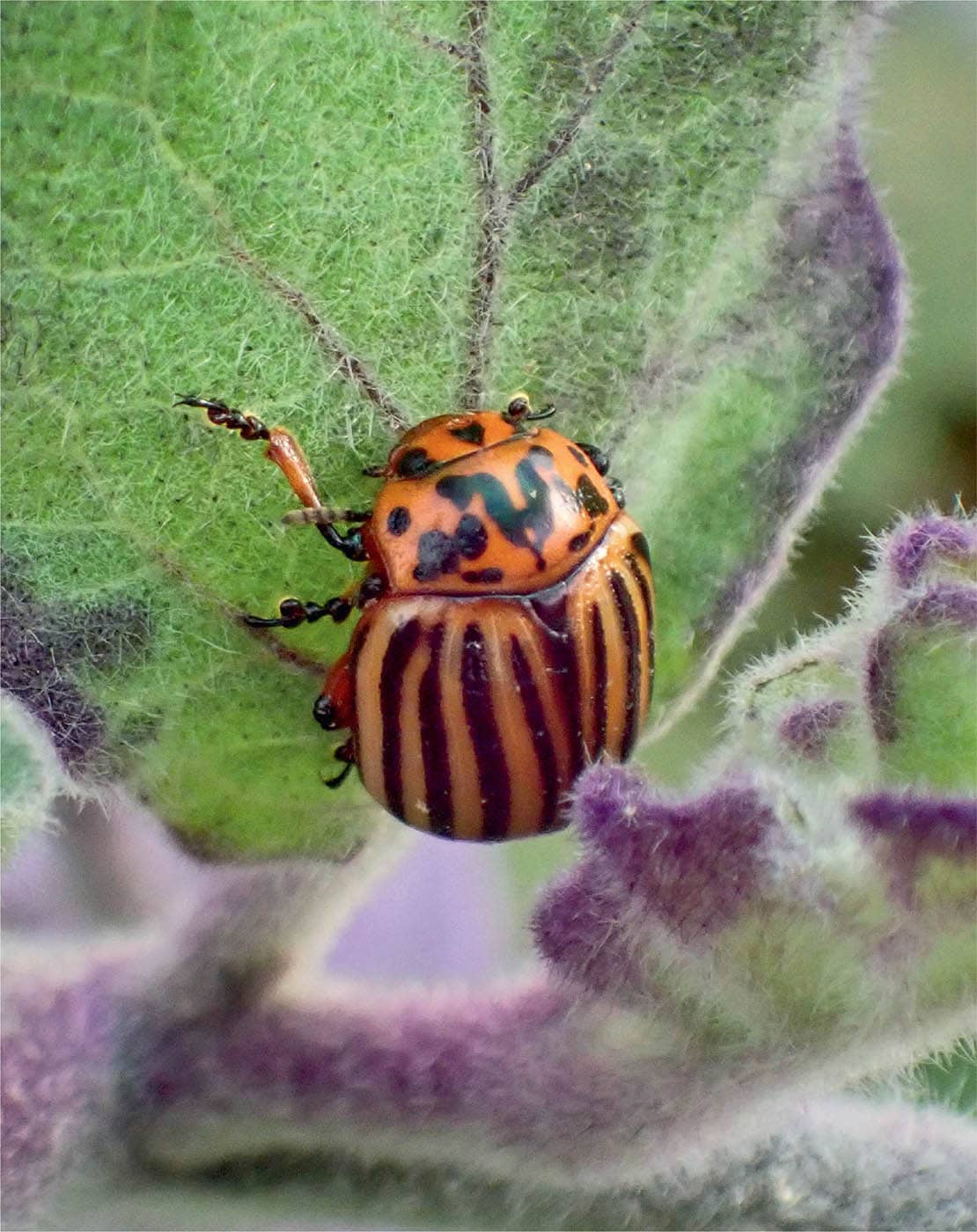 THE VEGETABLE GARDEN PEST HANDBOOK Identify and Solve Common Pest - photo 2