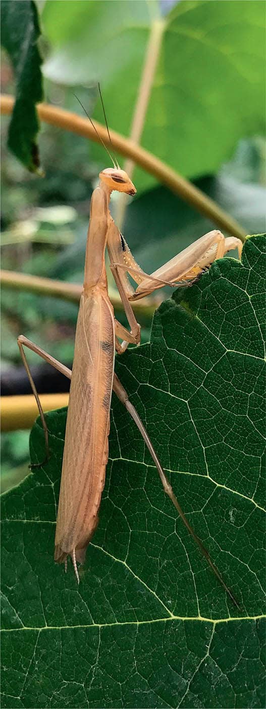 This praying mantis is ready to help you control troublesome insect pests - photo 4