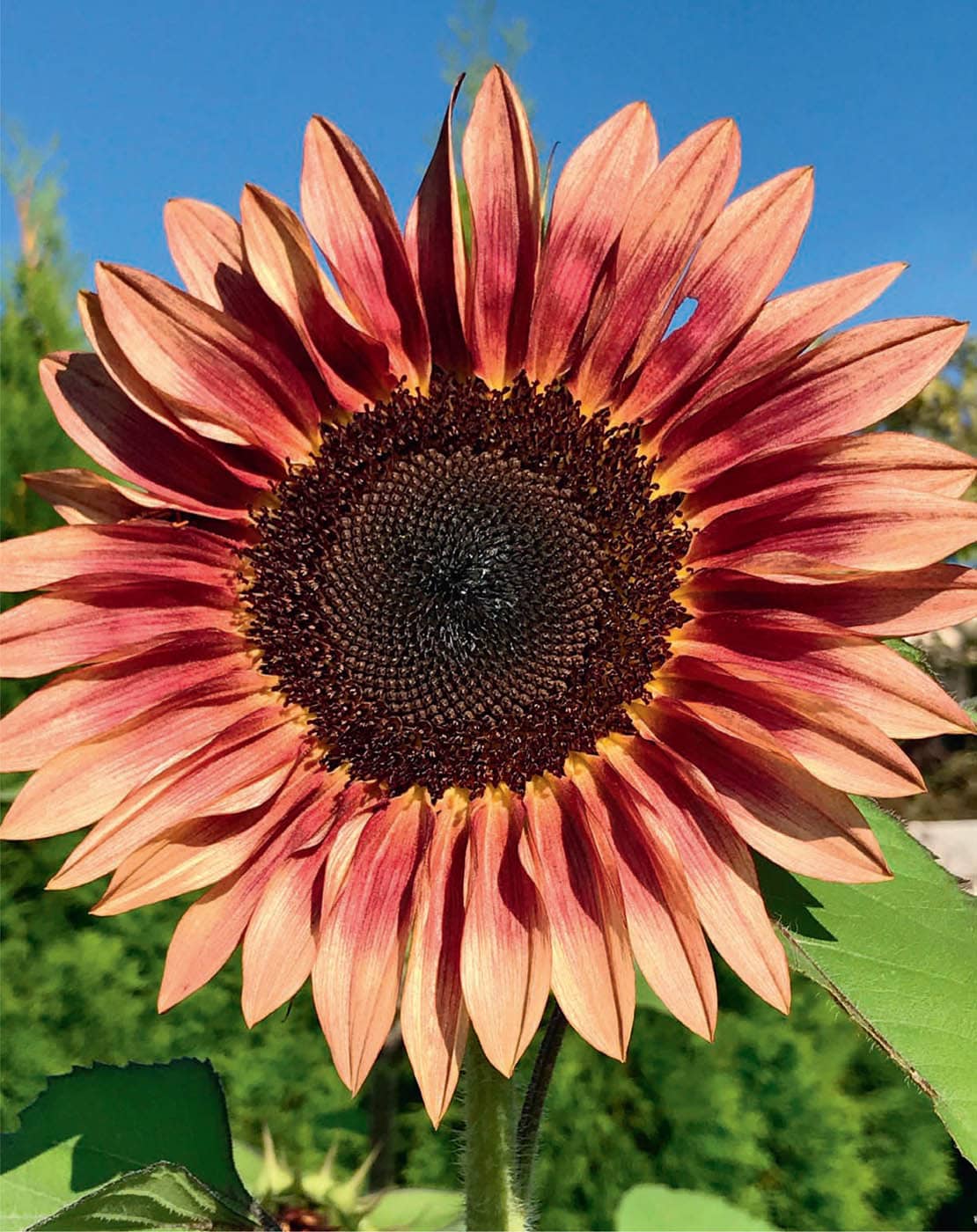 Healthy vegetable gardens should include flowers to attract pollinators and - photo 8