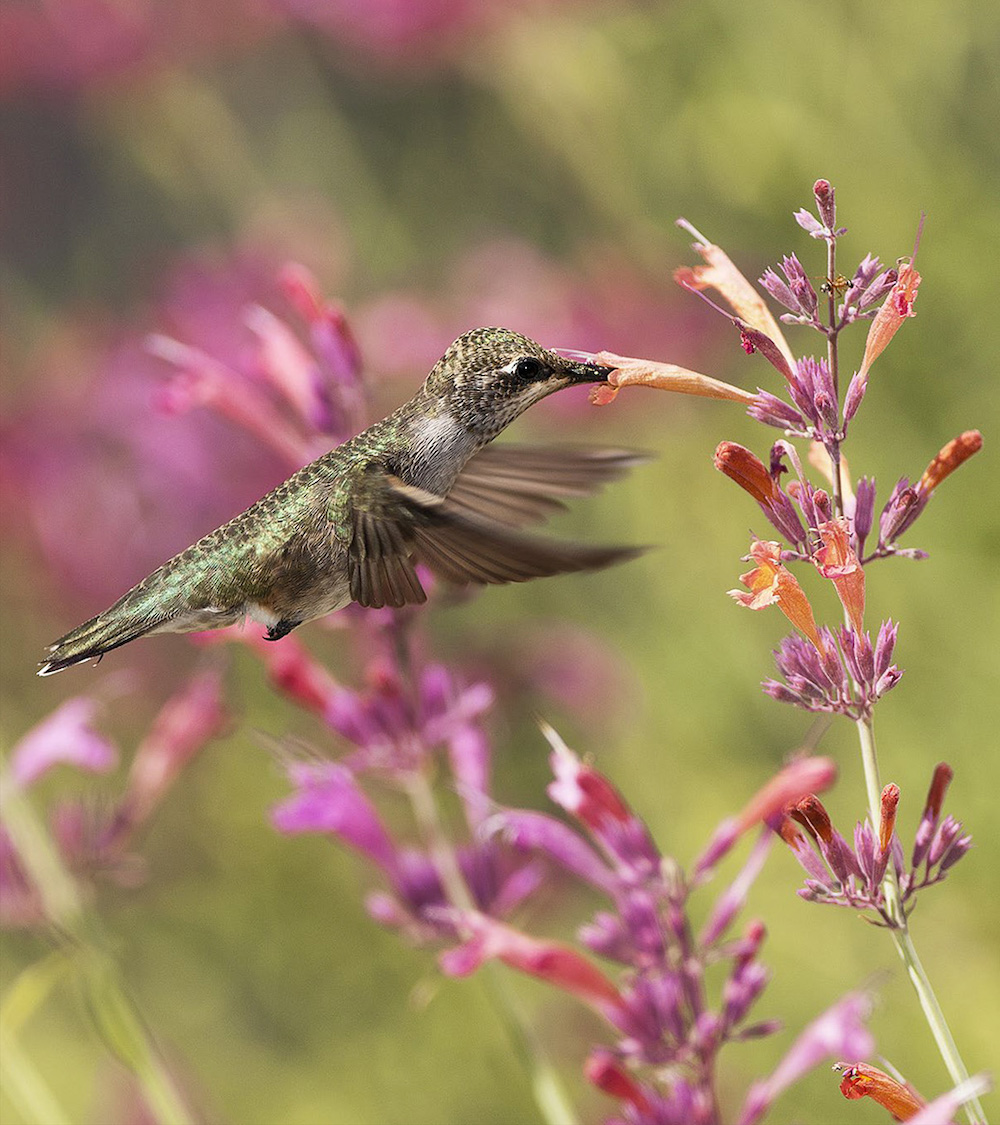 Contents one Hummingbird Trivia Facts Fictions Folklore two - photo 3