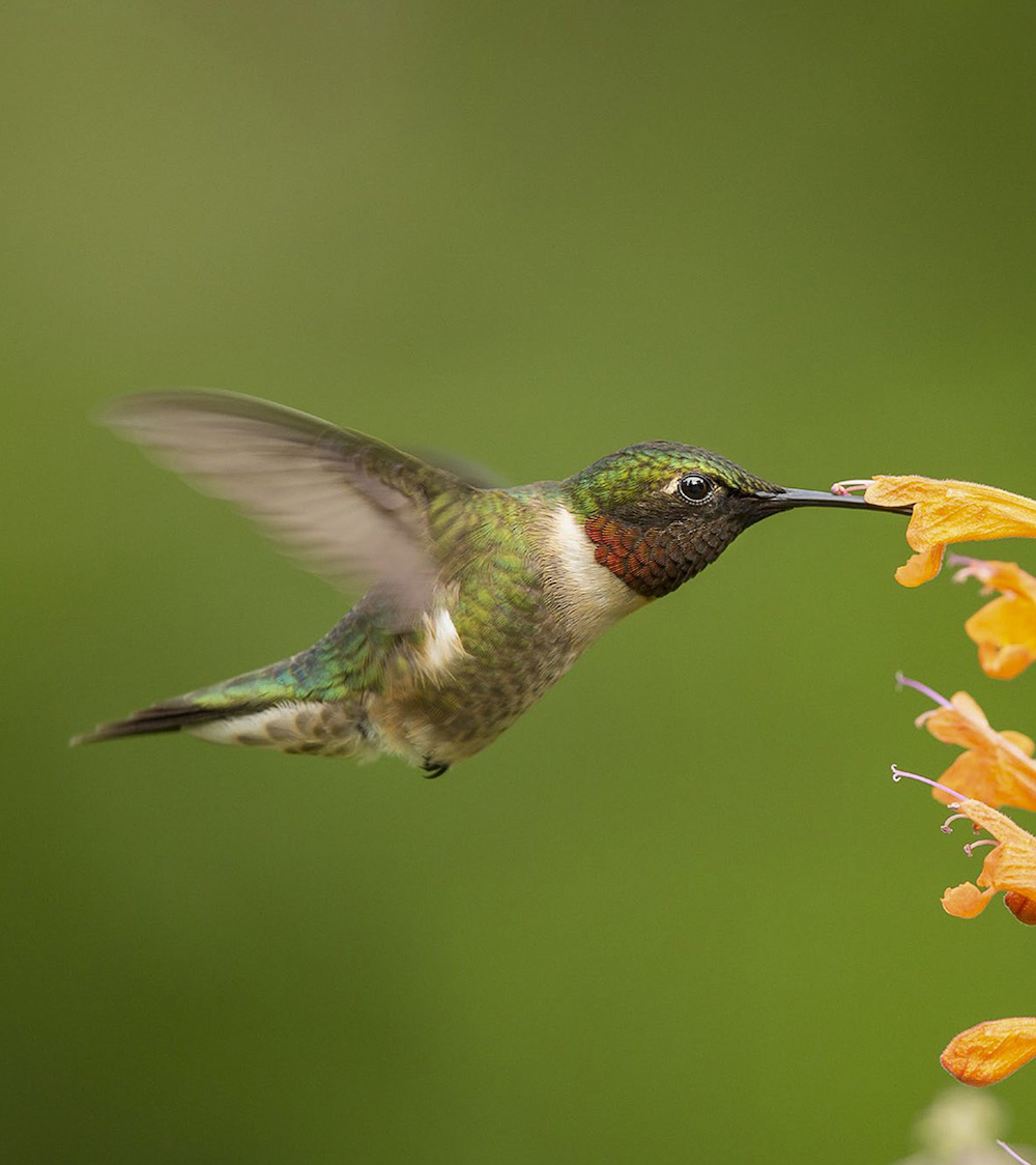 Ruby-throated Hummingbird As I write this on a late-summer day with the - photo 5