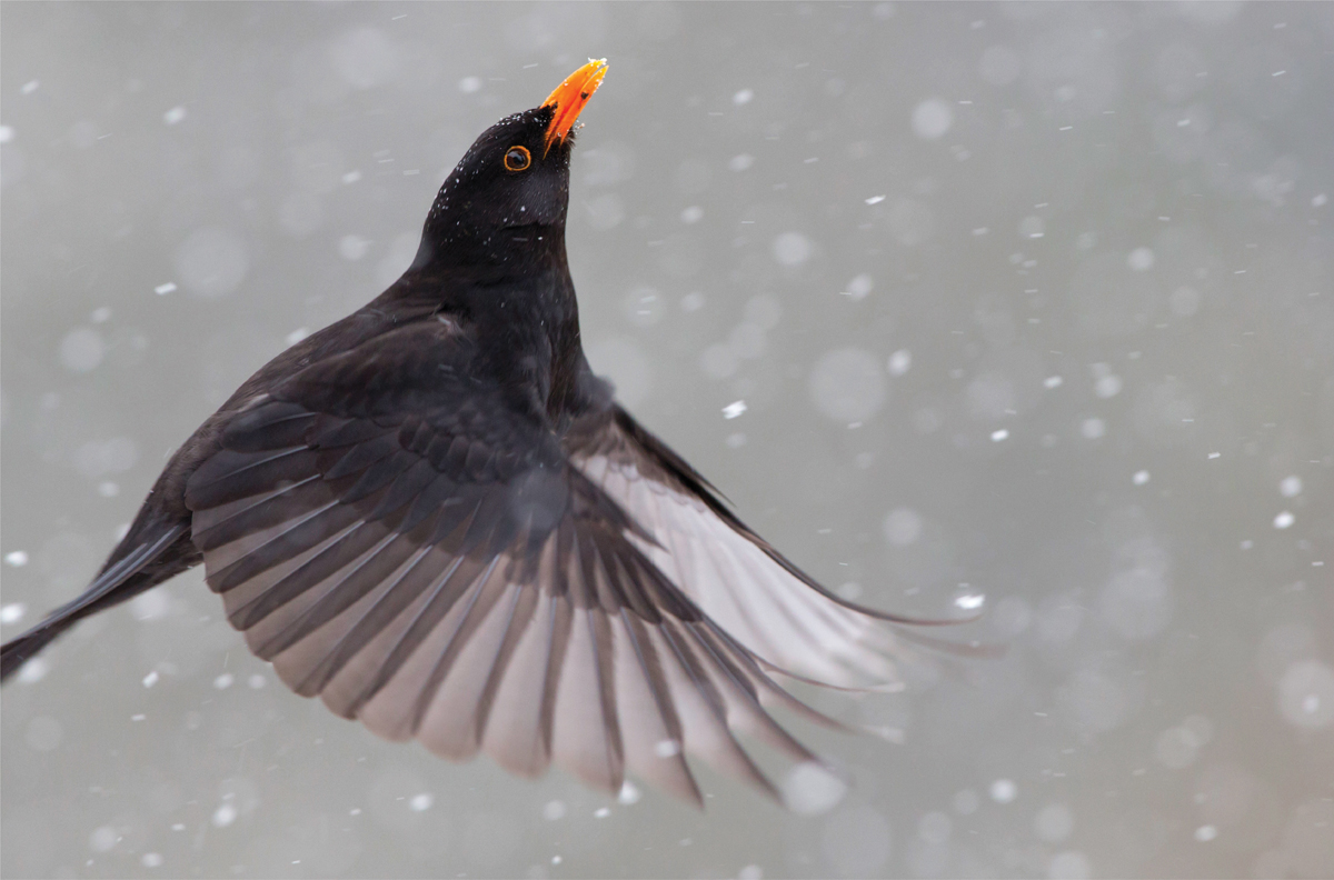 Certain species the tuneful thrush or raucous Rook are garden companions or - photo 4