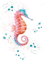 Seahorse Hippocampus spp Seahorses occur in the shallows of temperate and - photo 10