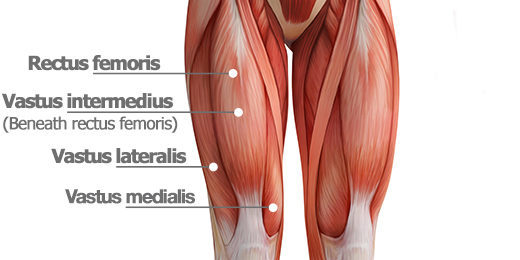 POSTERIOR THIGHT MUSCLES In between the hip and the knee three different - photo 1