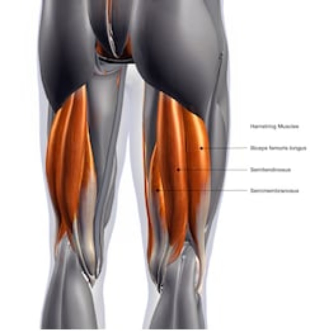 GLUTEAL MUSCLES Glutes are composed of three different muscle groups The - photo 2