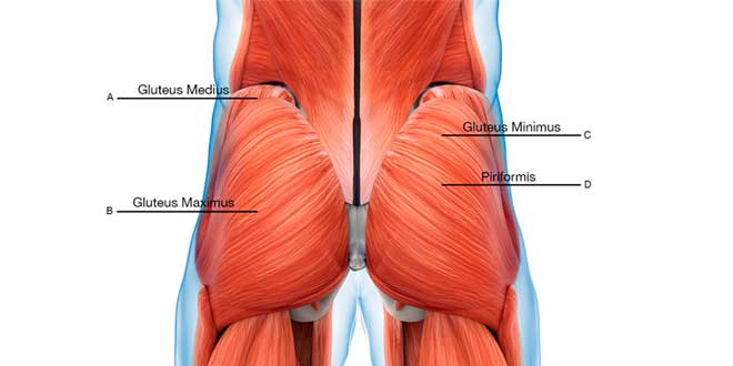 ADDUCTORS MUSCLES Known as the adductor muscles this is a muscular complex - photo 3