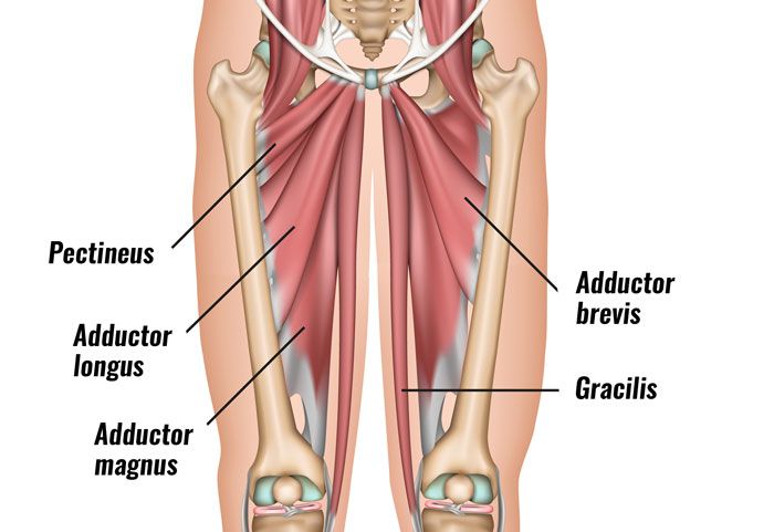 ABDUCTORS MUSCLES Glute muscles are supported by different muscle groups - photo 4