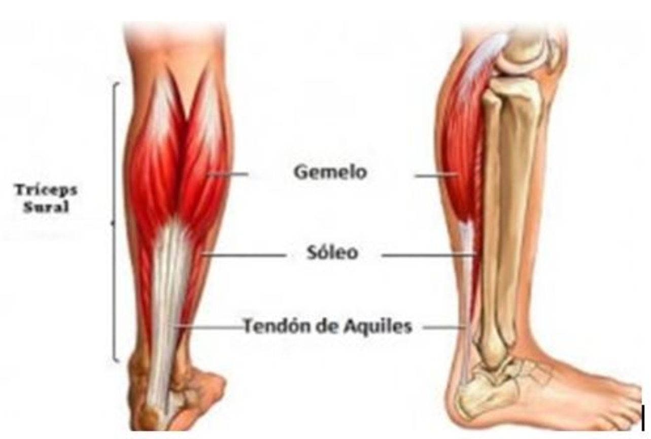 Functions and movements Quads Quadriceps muscles are crucial to perform - photo 5