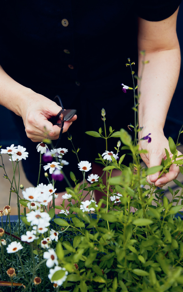 Where projects use dried botanicals flower petals buds and herbs you can - photo 3