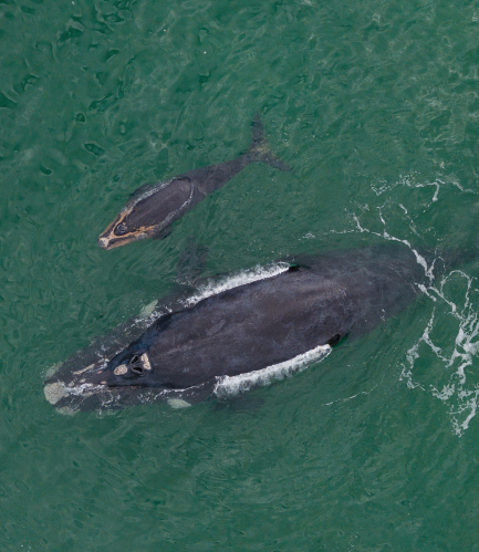 Right whales live in the Atlantic Ocean They are mostly black but sometimes - photo 6