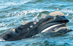 Bony plate called baleen Hunters also killed right whales for their baleen - photo 9