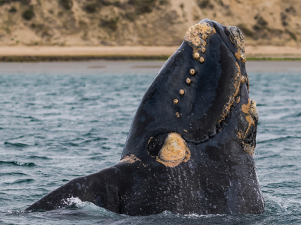 Hunters also killed right whales for their baleen Baleen is a set of bony - photo 10