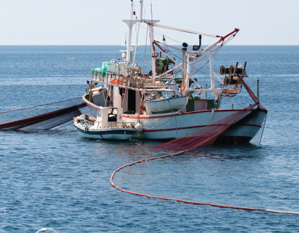 This fishing boat is using a fishing net Another problem for right whales is - photo 13