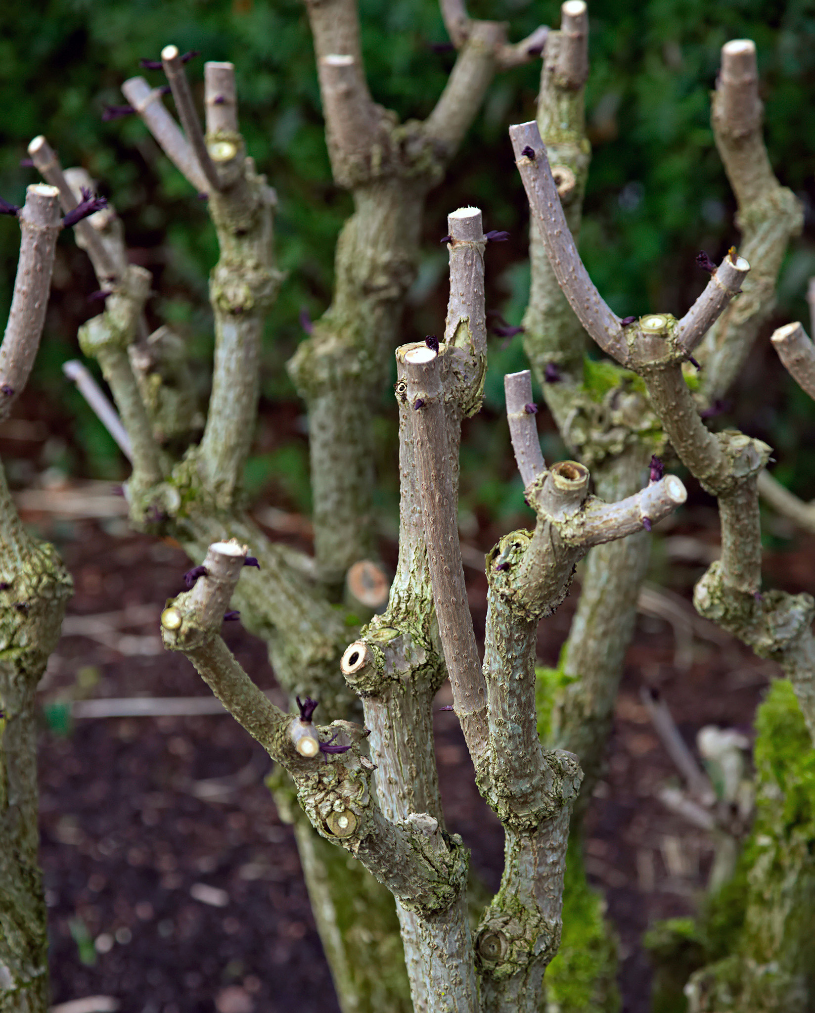 Many trees and shrubs such as this elder Sambucus benefit from being - photo 4