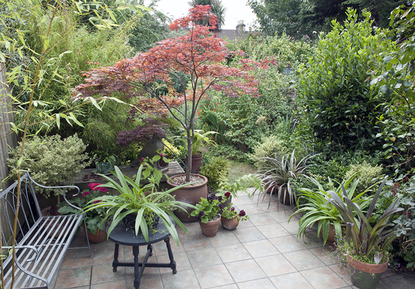 Naturally elegant Japanese maples Acer are pruned only minimally TO SHAPE - photo 5