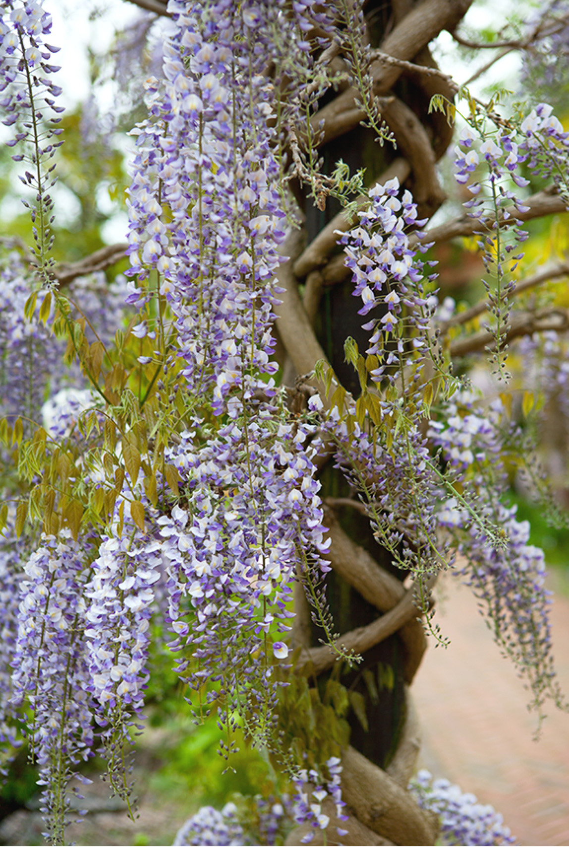 Train wisteria to maximize the impact of its cascading flowers Grow Pruning - photo 6