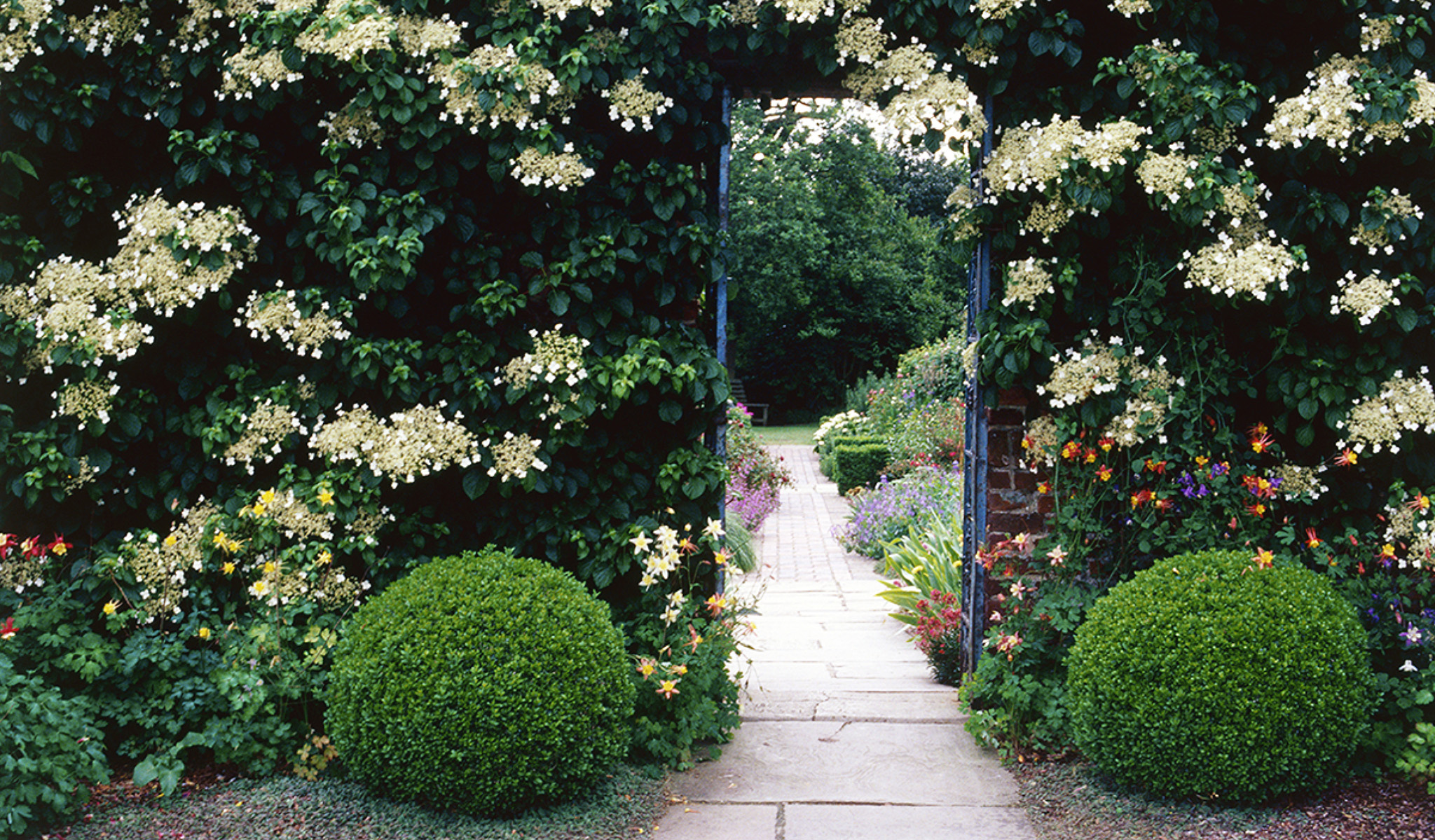 Train climbing hydrangea Hydrangea petiolaris so it covers a shady wall - photo 10