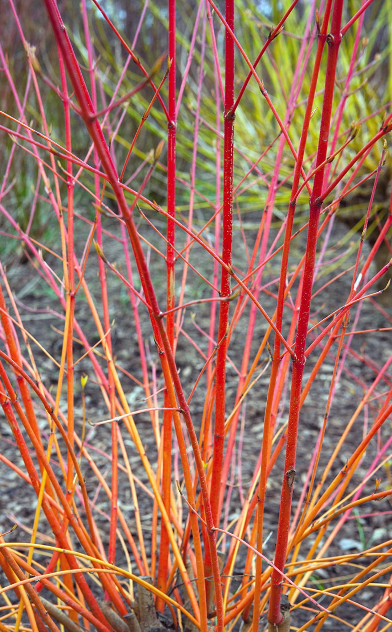 Coppiced dogwoods Cornus produce a profusion of new fiery growth TOP TIP - photo 11