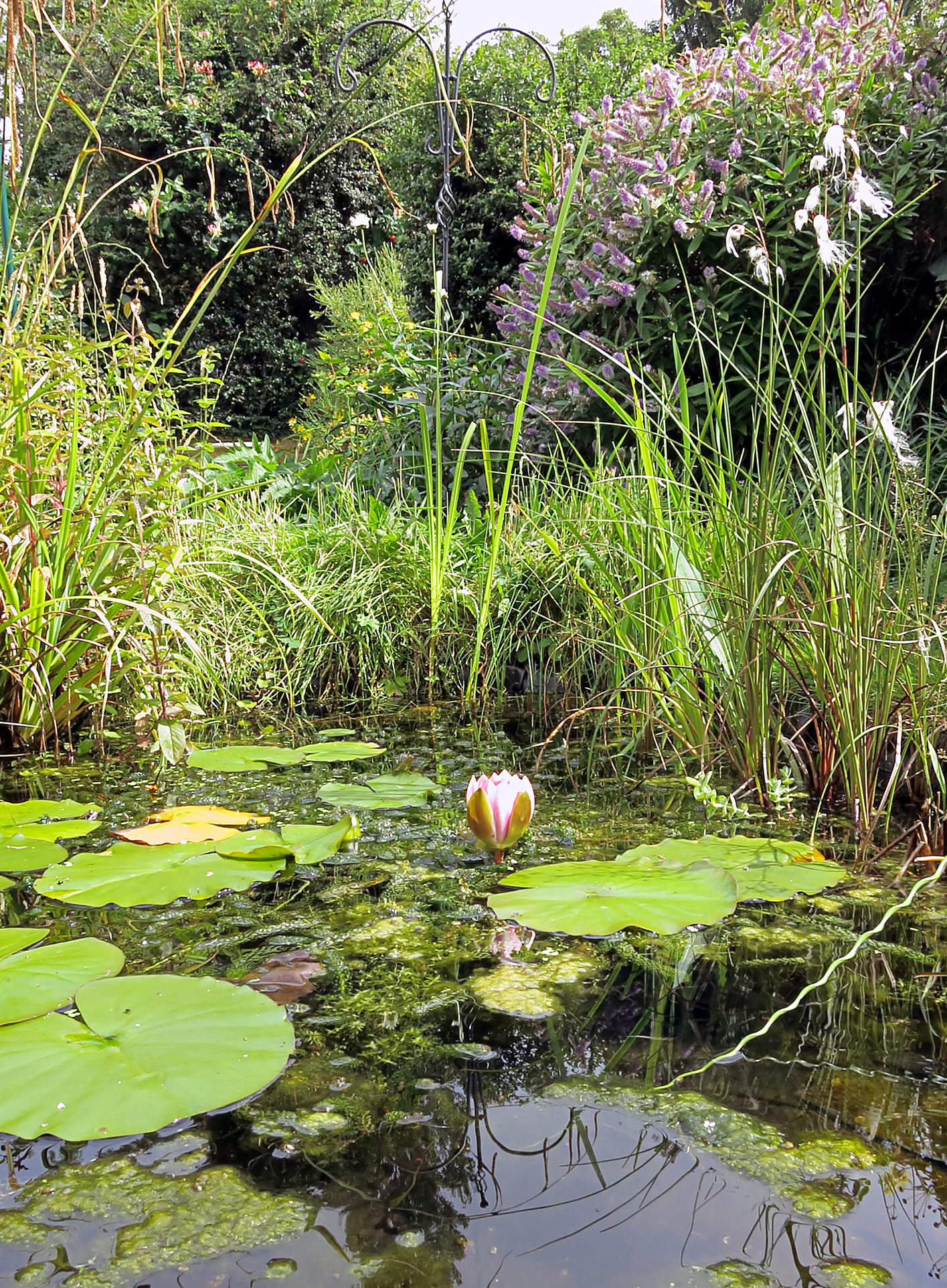 Pond in summer Lush with growth a pond in summer is full of life Icy - photo 5