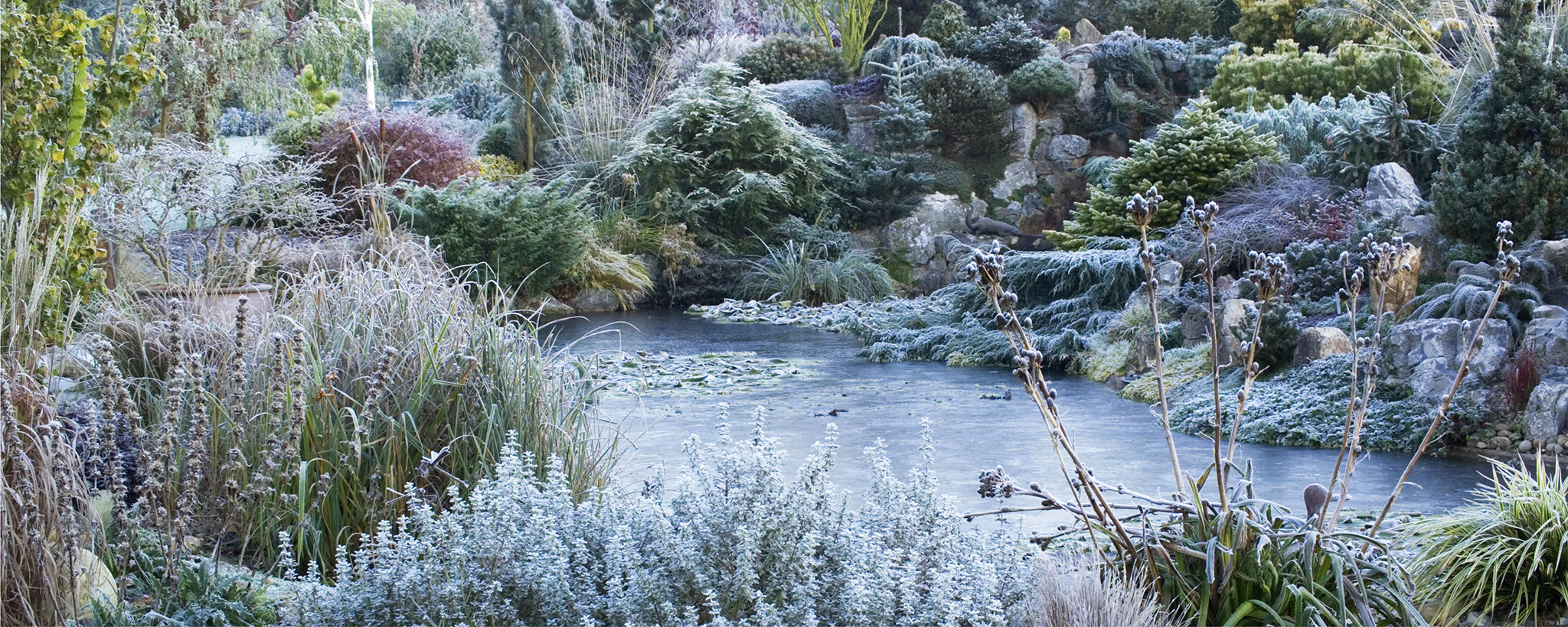 Icy beauty A frozen pond offers little for those species above the surface - photo 6