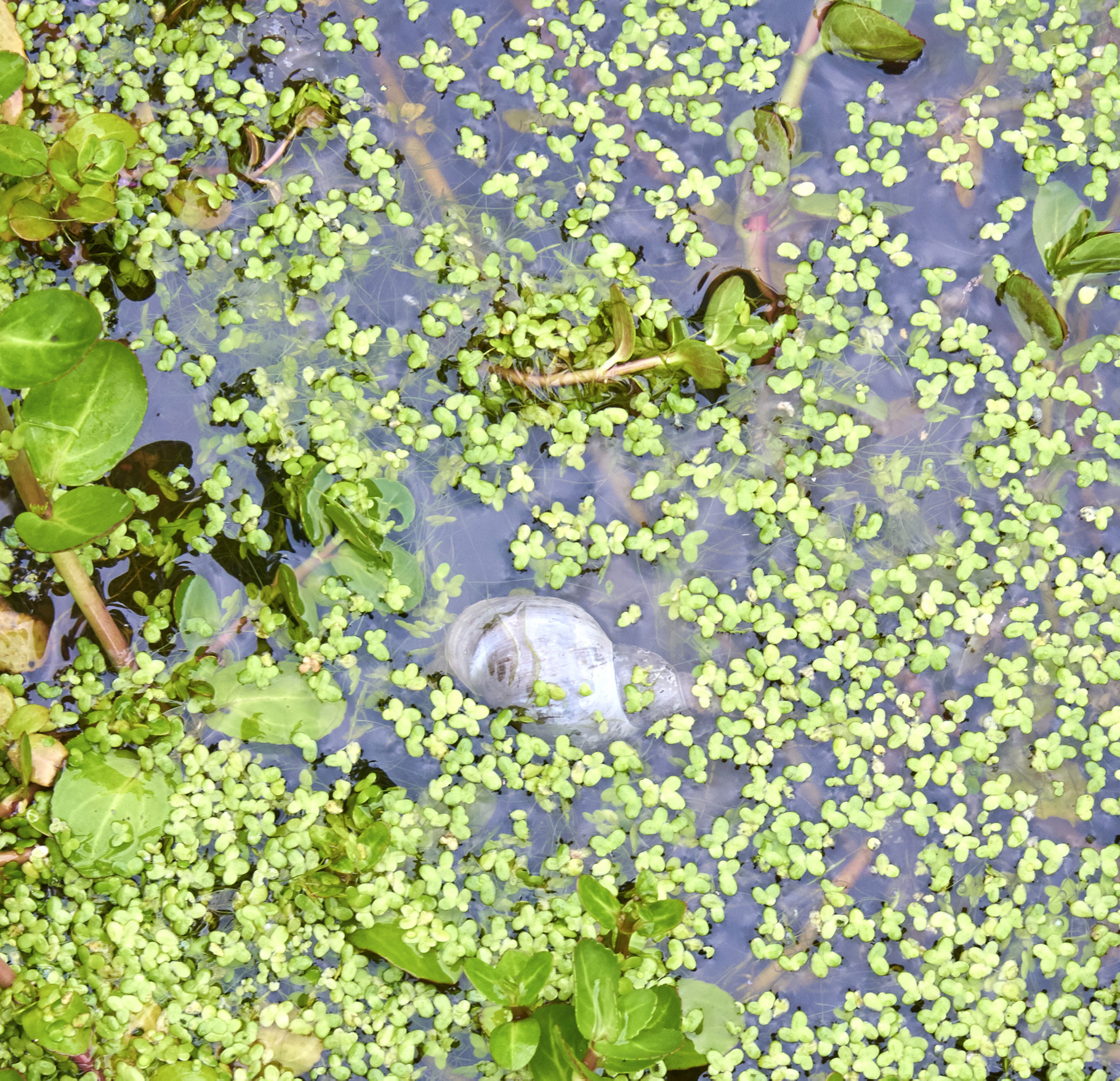 Under the surface Plants even duckweed have a vital role in ponds providing - photo 7