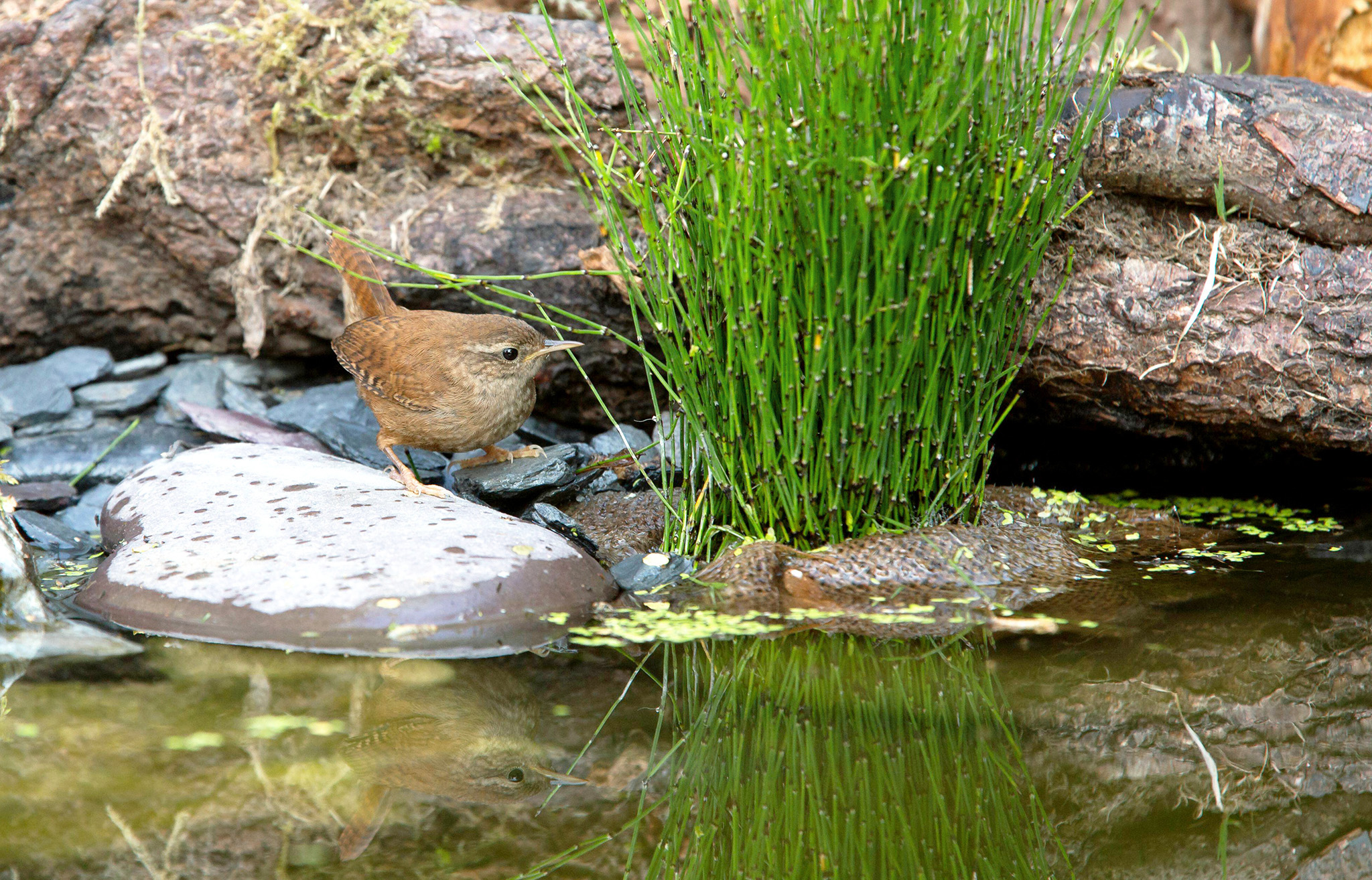 Drinking spot A well-placed stone provides the perfect spot for this wren to - photo 8