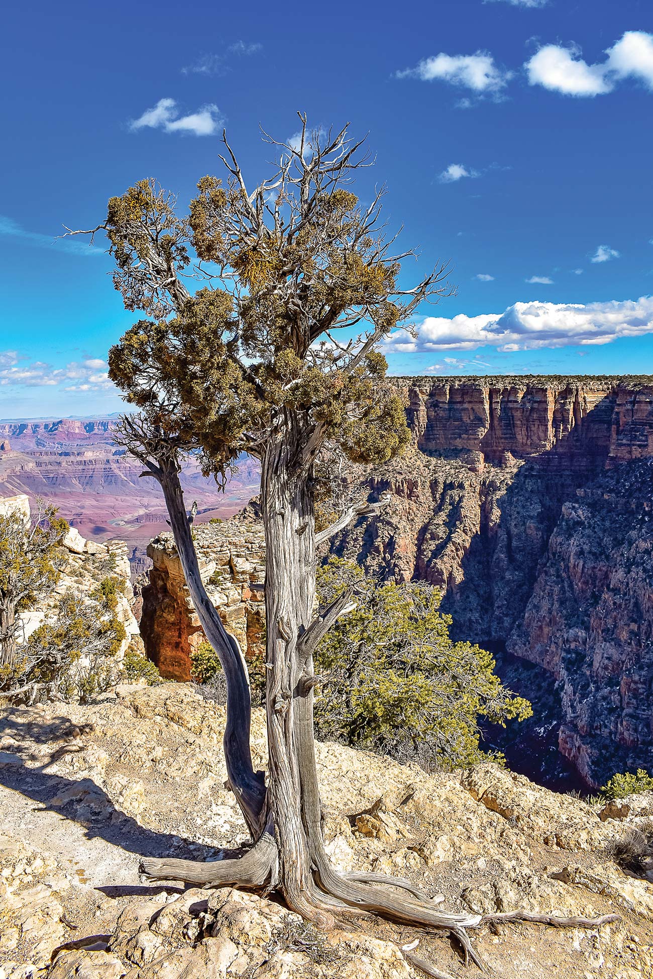 twisted pines lining the South Rim picture wind - photo 6