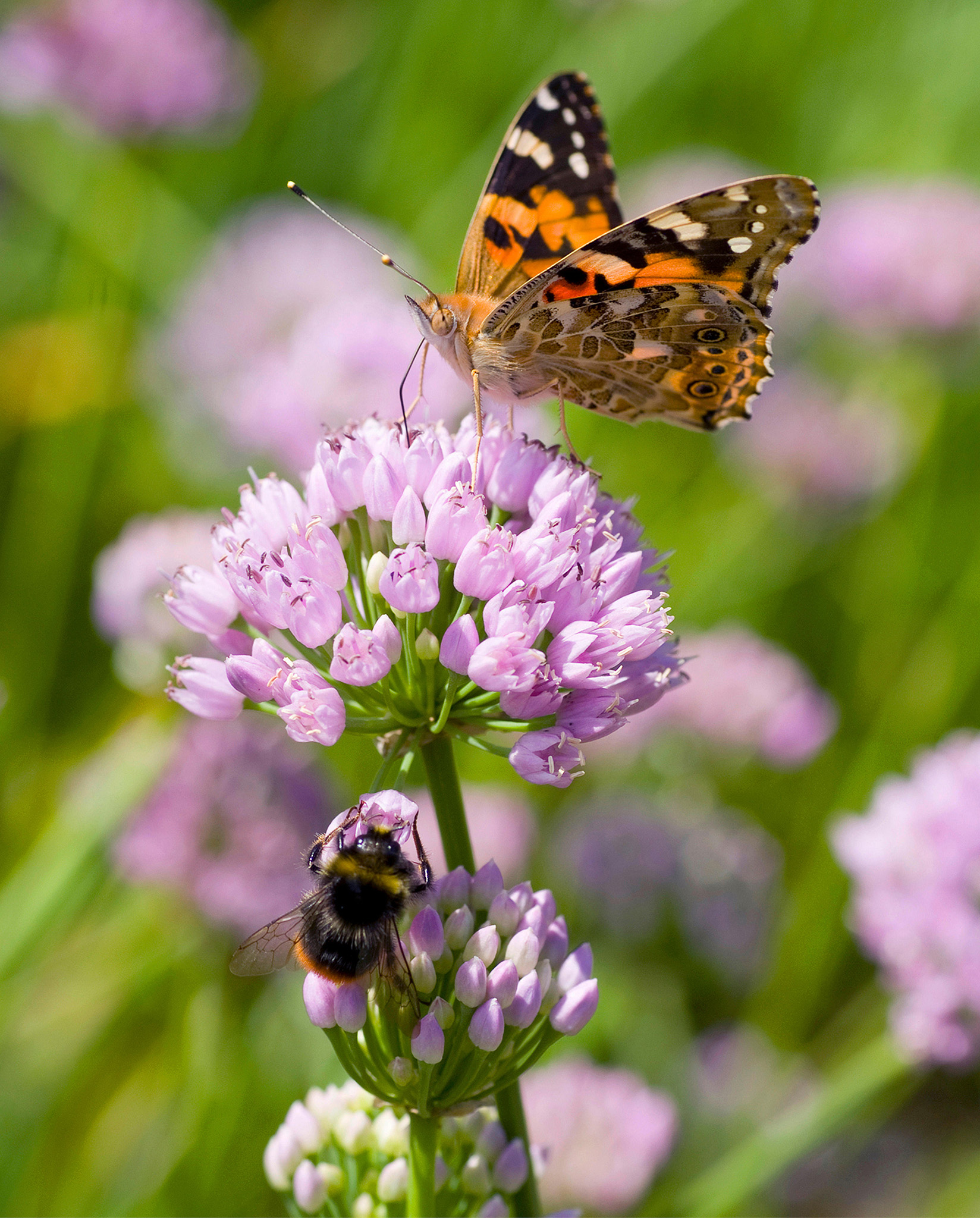 Choosing plants such as alliums that attract bees and butterflies will help to - photo 5