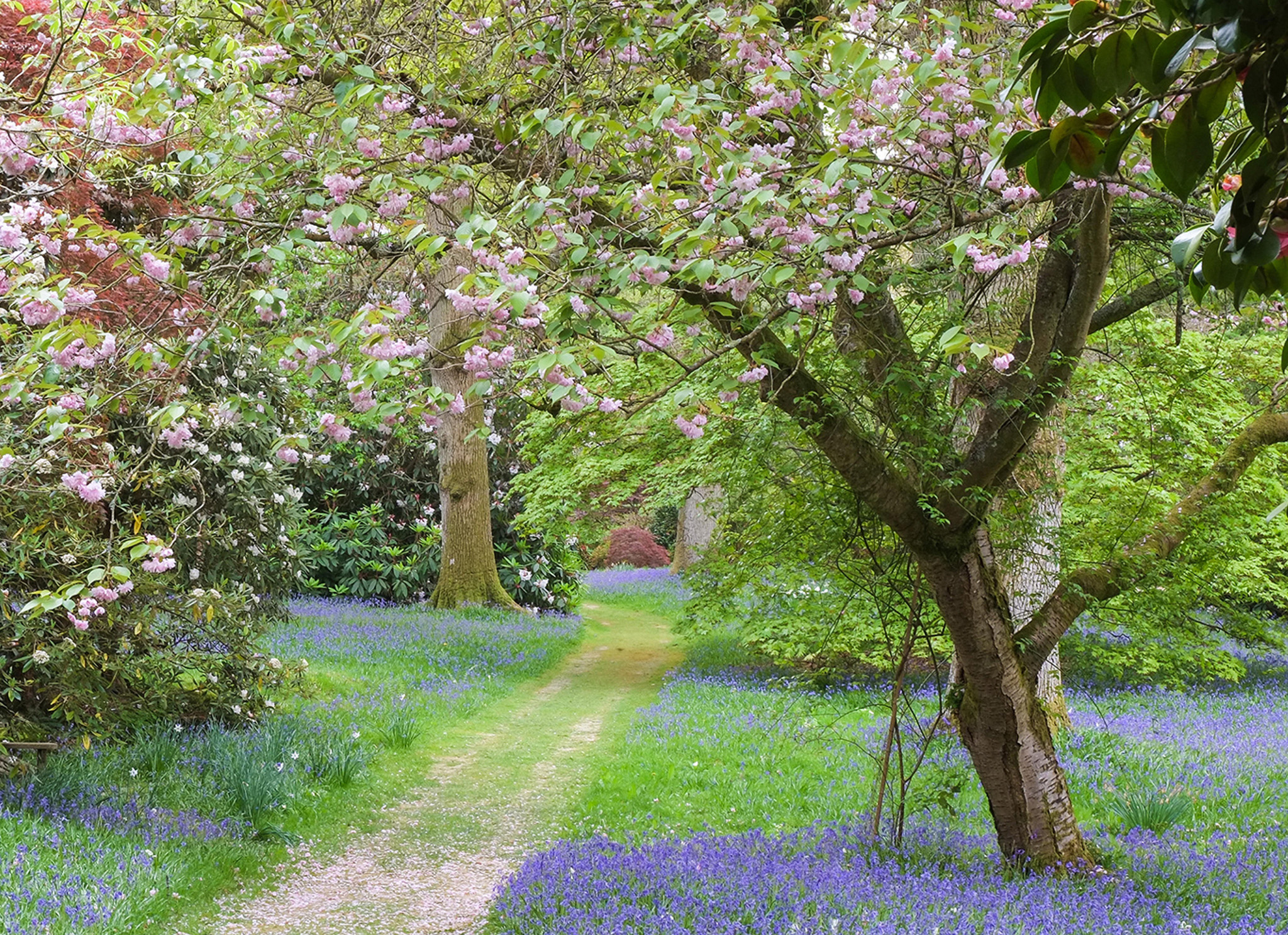 Deciduous trees and other plants absorb carbon dioxide which contributes to - photo 6