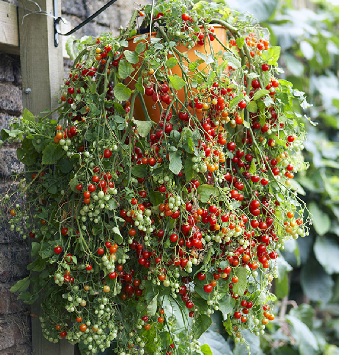 Cherry tomatoes in a basket make a beautiful edible feature Grow Eco-gardening - photo 9