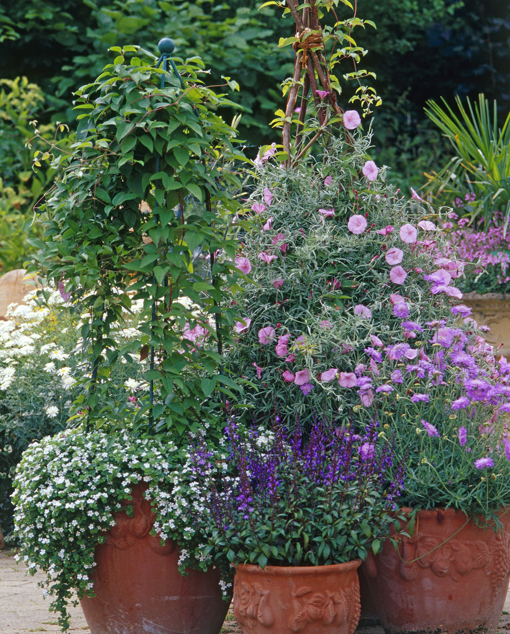 Container gardening brings texture and colour right up to the home on patios - photo 4