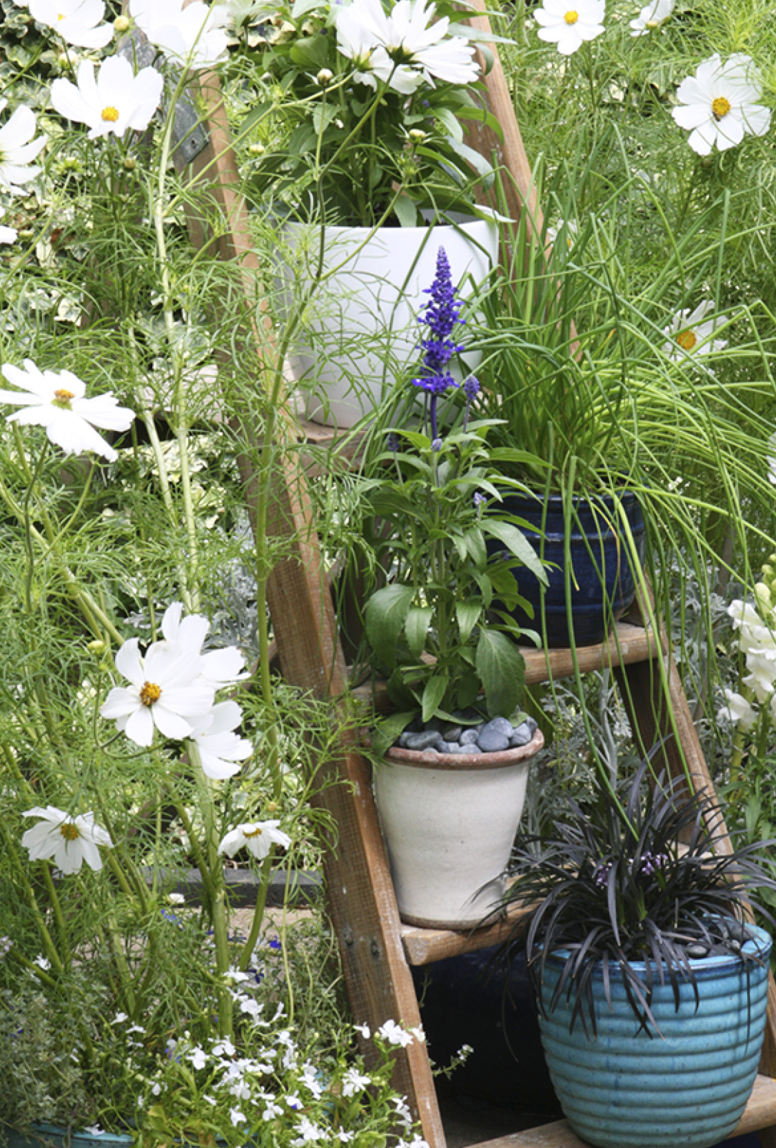 Cosmos and salvia team with other flowers in an informal staggered display - photo 5