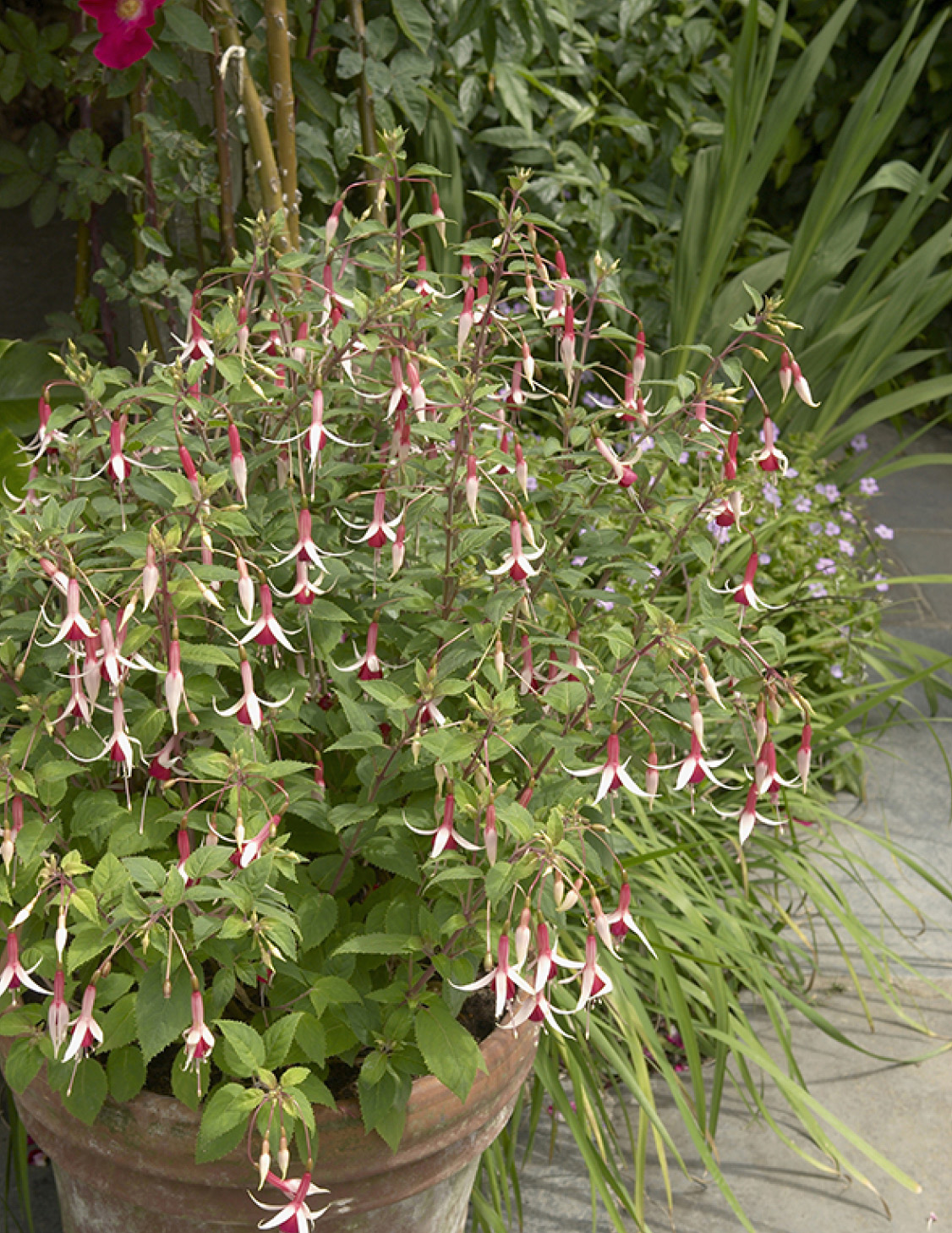 Fuchsias can be stored safely in a greenhouse throughout the winter months - photo 7