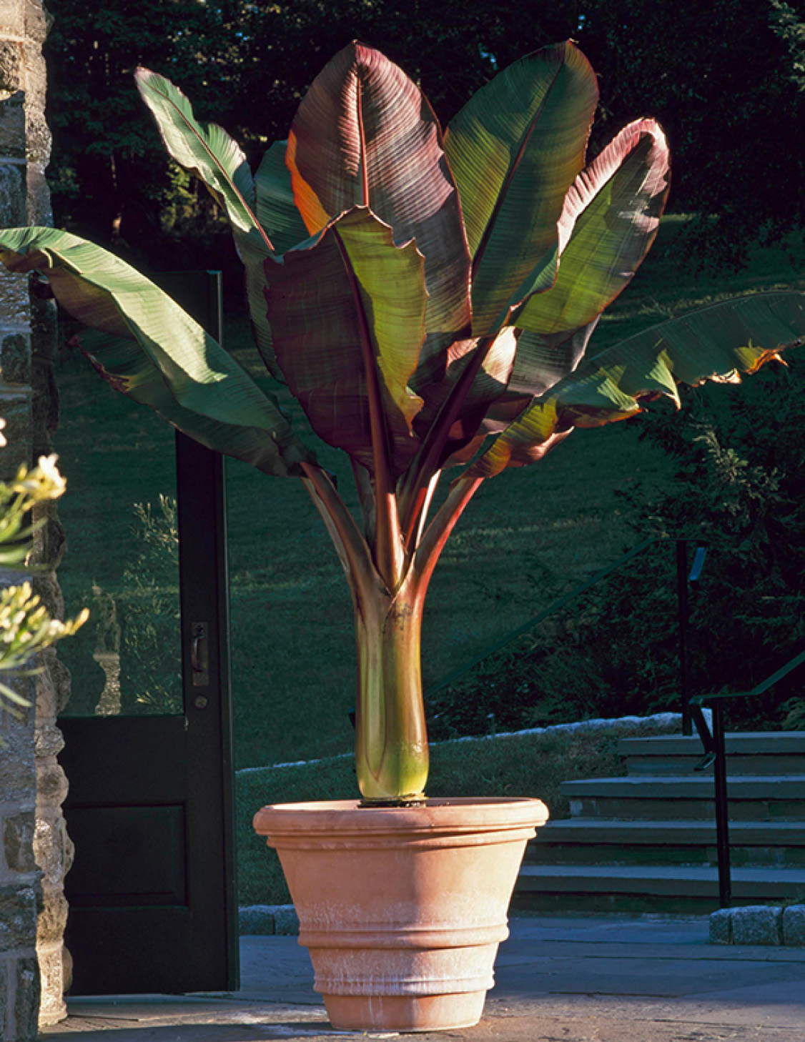 The red-tinged leaves of the Abyssinian banana bring drama to a garden or - photo 8