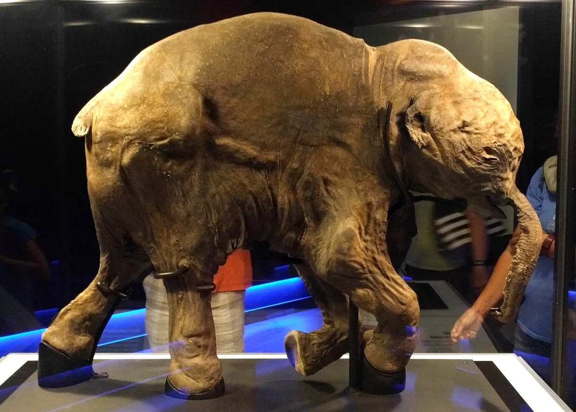 Ruth Hartnups picture of an almost entirely intact fossil of a woolly mammoth - photo 3