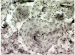 A osteocyte B chondrocyte C myocyte D monocyte 9 The part of the - photo 6