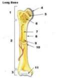 A epiphysis B diaphysis C periosteum D compact bone 17 The gland shown - photo 12