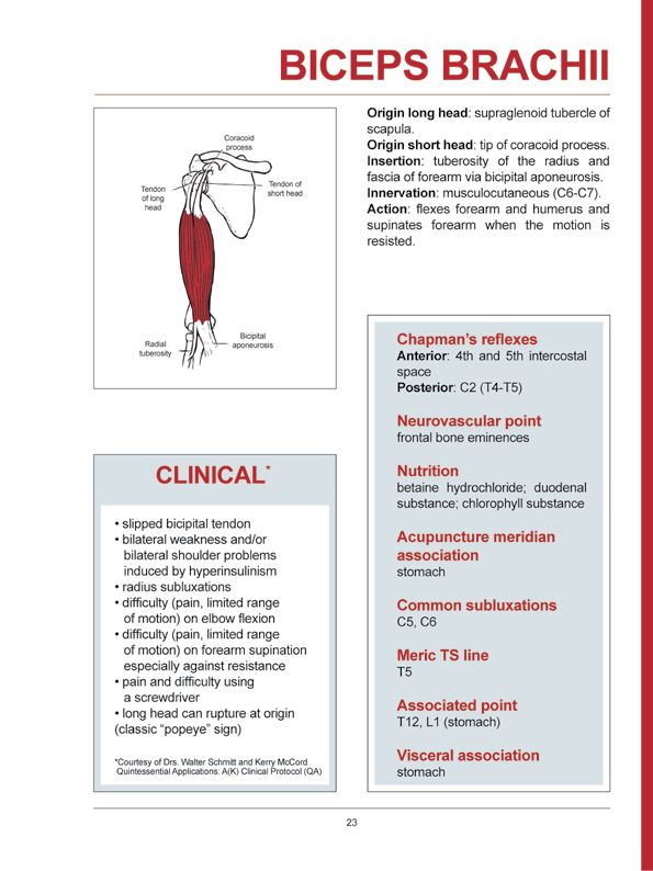 Manual Muscle Testing A practical guide - photo 20