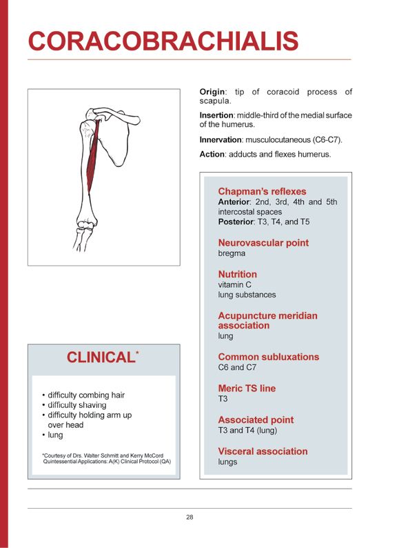 Manual Muscle Testing A practical guide - photo 25