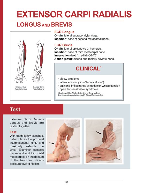 Manual Muscle Testing A practical guide - photo 33