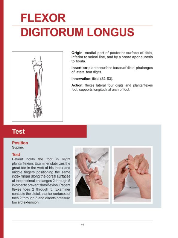 Manual Muscle Testing A practical guide - photo 41