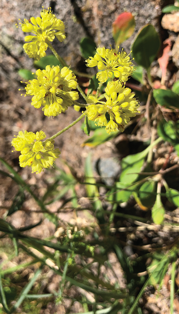 Wildflowers along the Bierstadt Lake Loop HIKES AT A GLANCE - photo 8