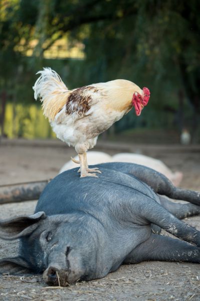 A rescued chicken socializing with a rescued pig We Animals The Story of - photo 4