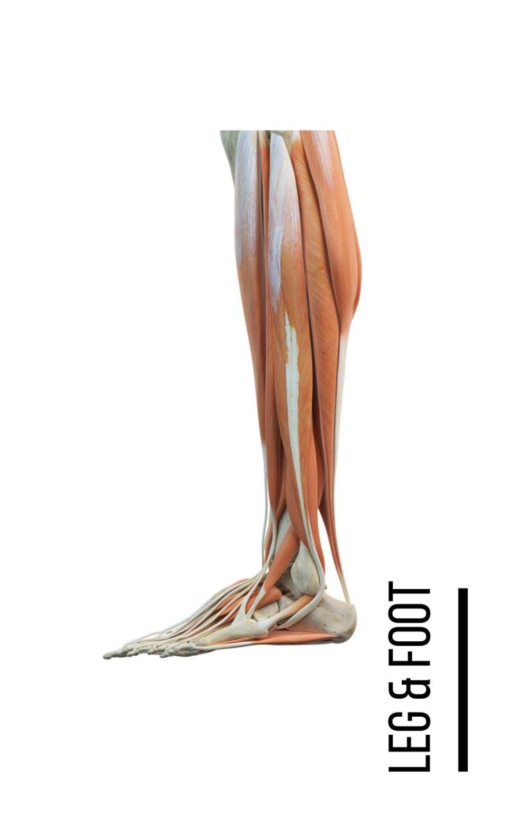 A Bodyworkers Guide to Soft Tissue Pain Patterns - photo 6