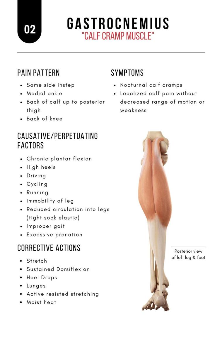 A Bodyworkers Guide to Soft Tissue Pain Patterns - photo 7