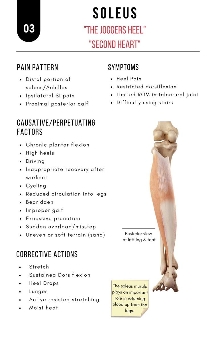 A Bodyworkers Guide to Soft Tissue Pain Patterns - photo 8