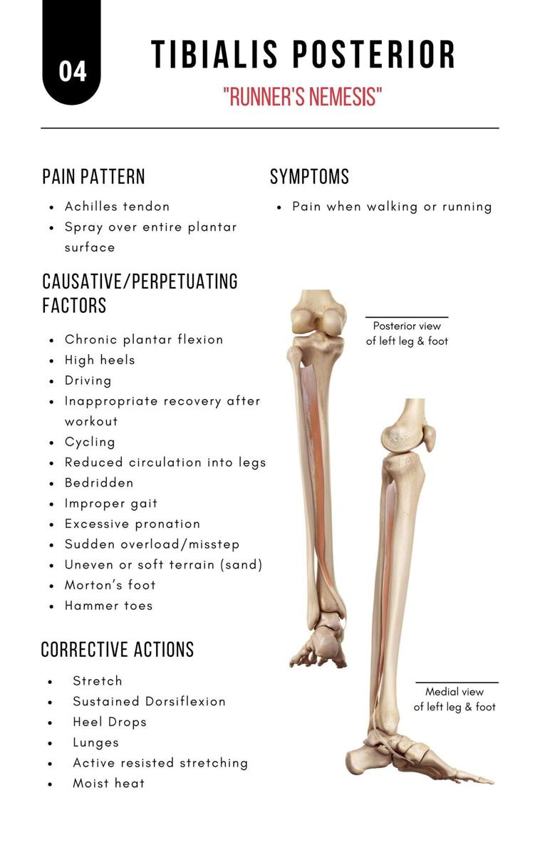 A Bodyworkers Guide to Soft Tissue Pain Patterns - photo 9