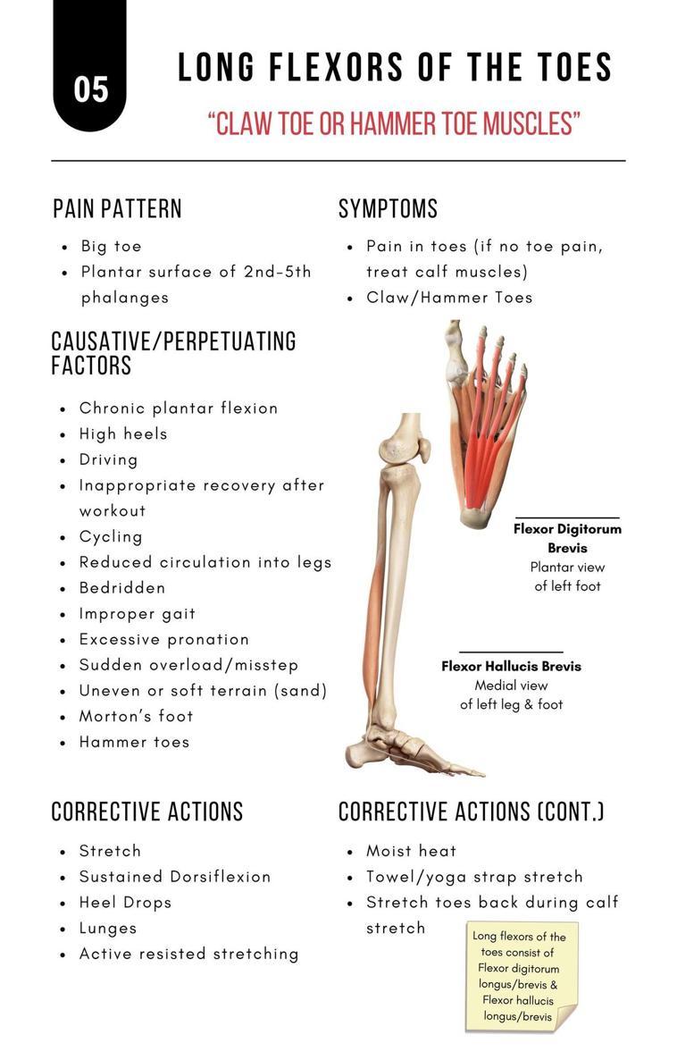 A Bodyworkers Guide to Soft Tissue Pain Patterns - photo 10